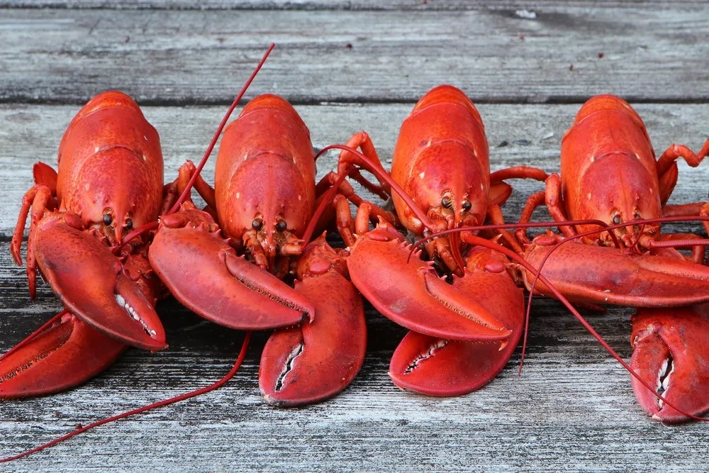 where did lobster rolls originate