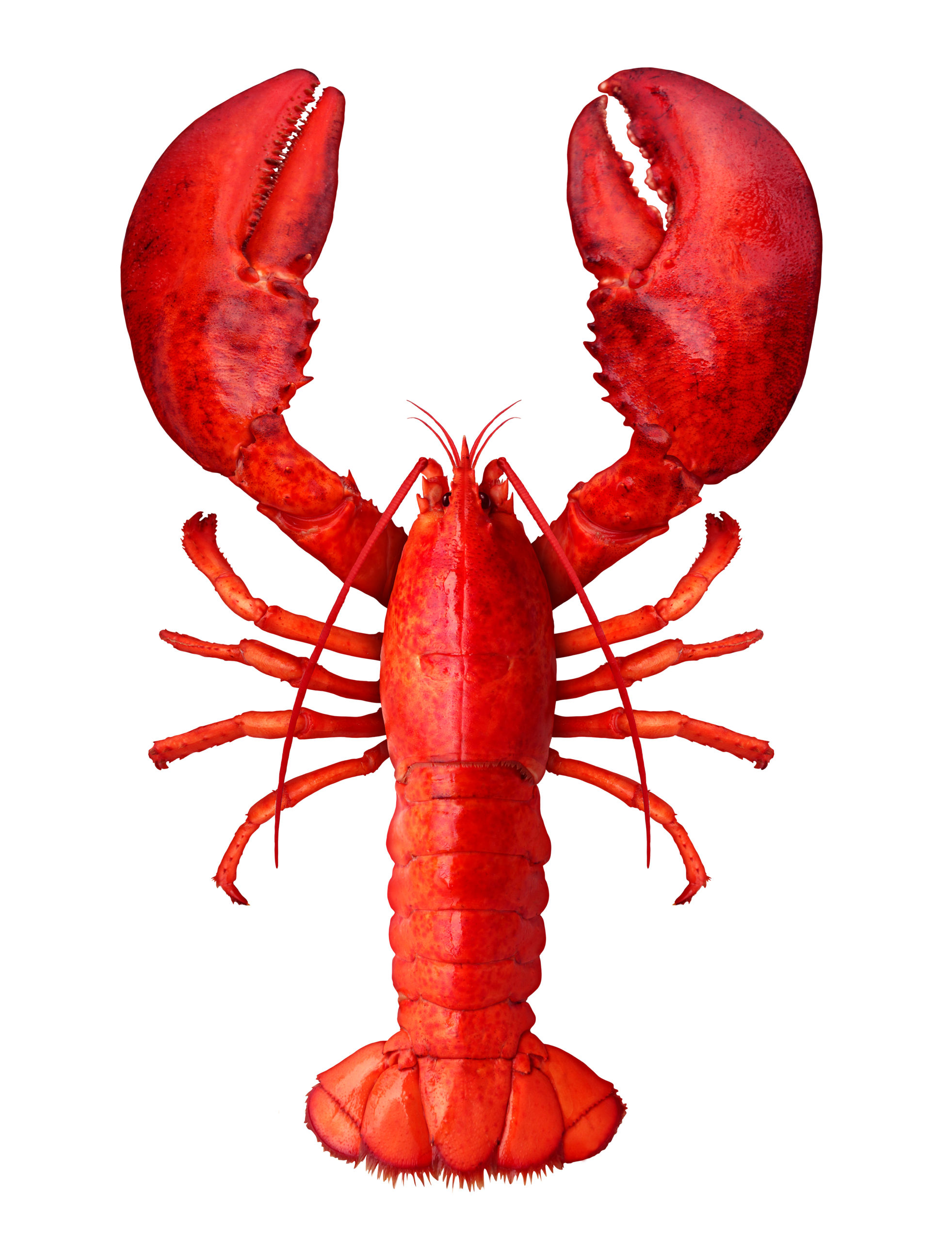 Fully cooked lobster on a white background